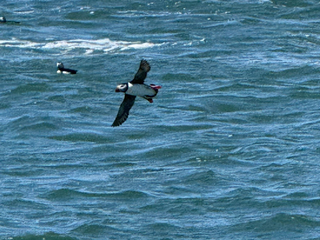 Acadia Puffin Cruise-Steuben必去景点