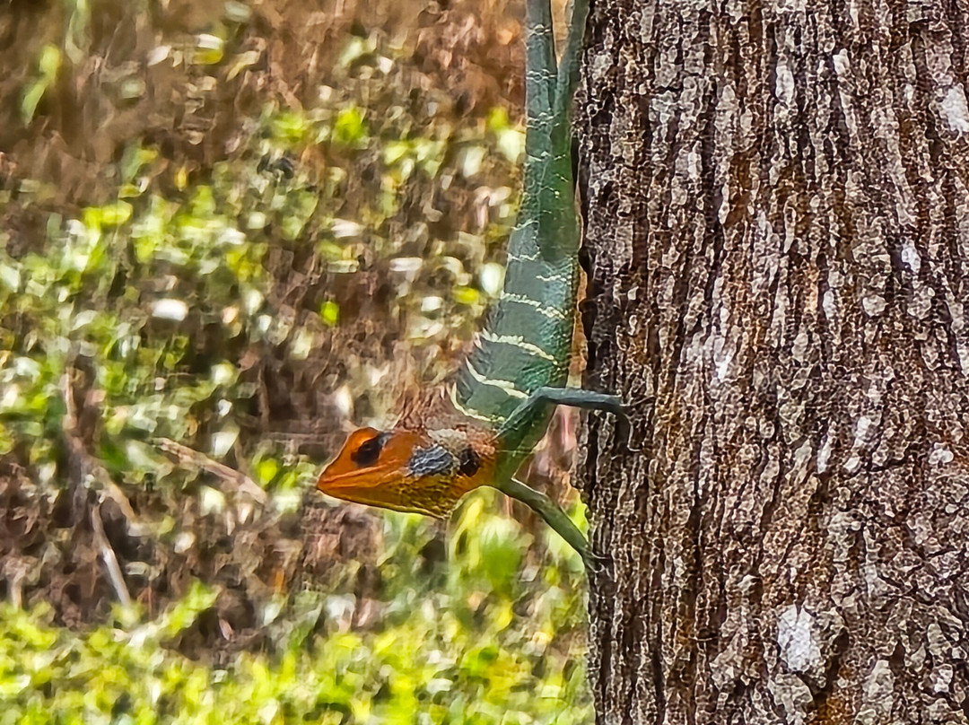 Paradise Island Safari-Gampola必去景点