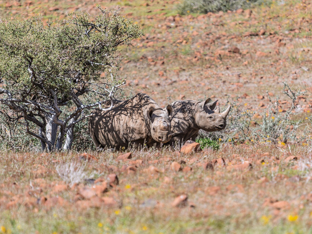 Kunene Elephant Walk-Sesfontein必去景点