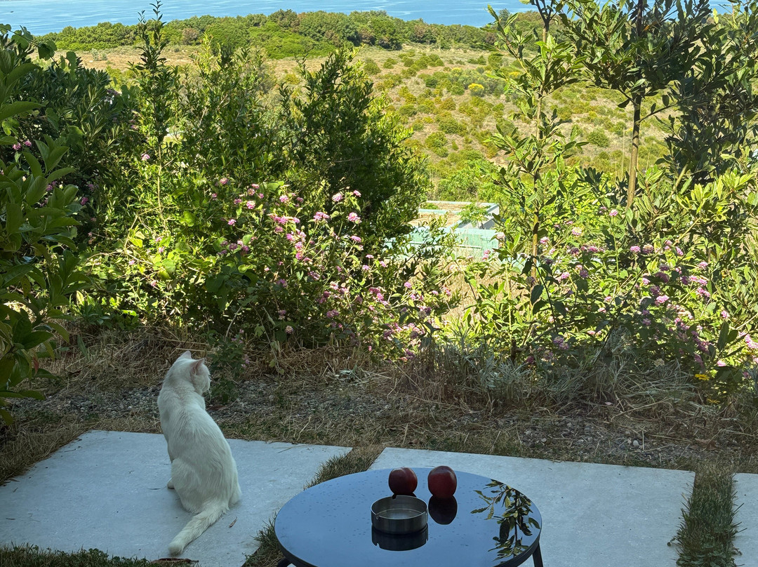 Cape Of Rodon Resort-杜勒斯必去景点