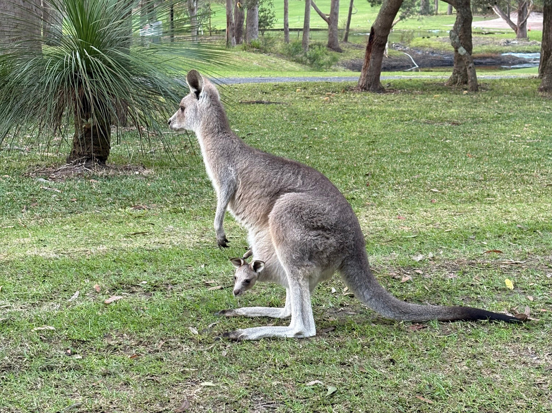 Kangaroo Encounters Guided Tours-尼尔森湾必去景点