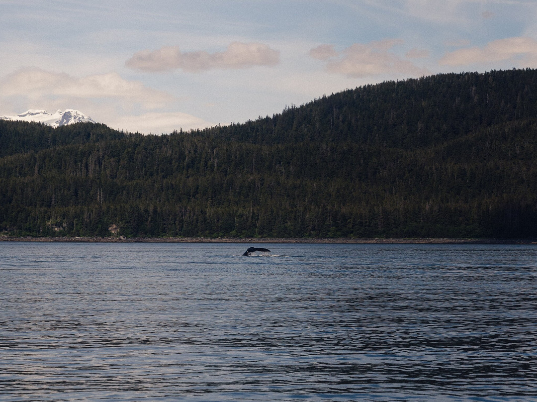 Juneau Tours & Whale Watch-朱诺必去景点