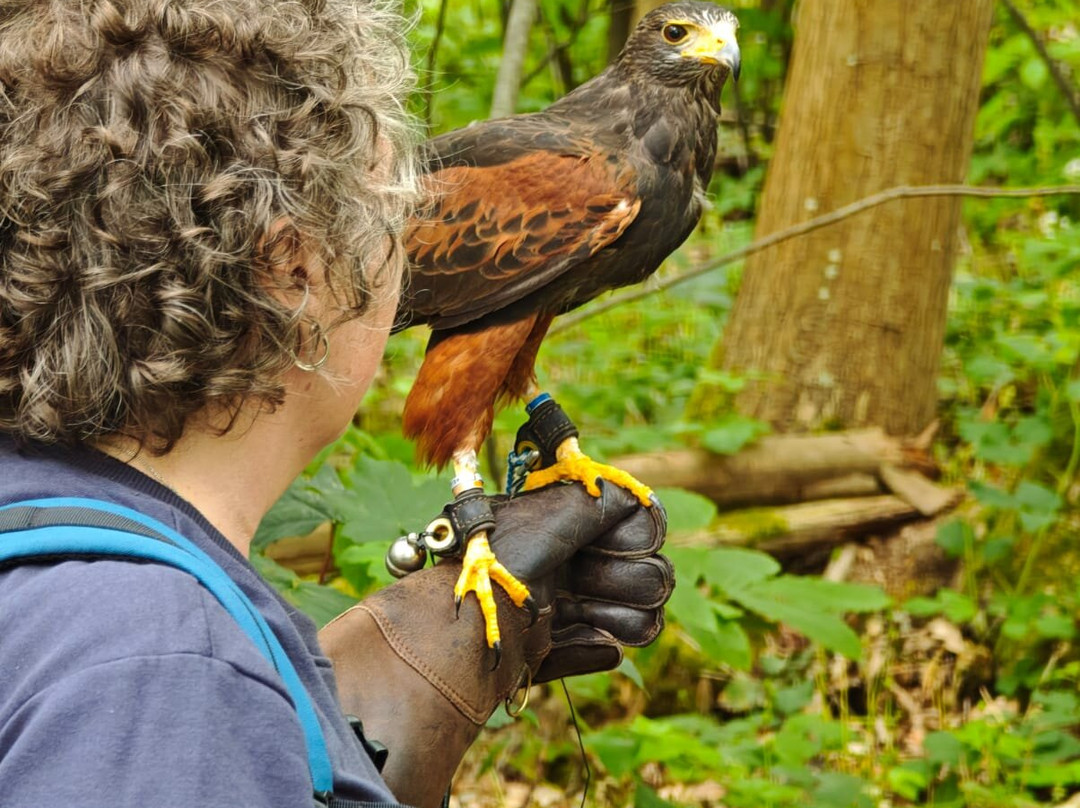 East Sussex Falconry-Herstmonceux必去景点