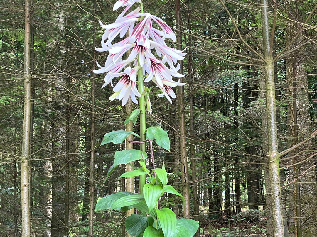 Enemaerkets Hostahave-灵克宾必去景点