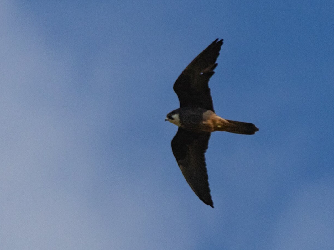 Greece Bird Tours-Marathon必去景点