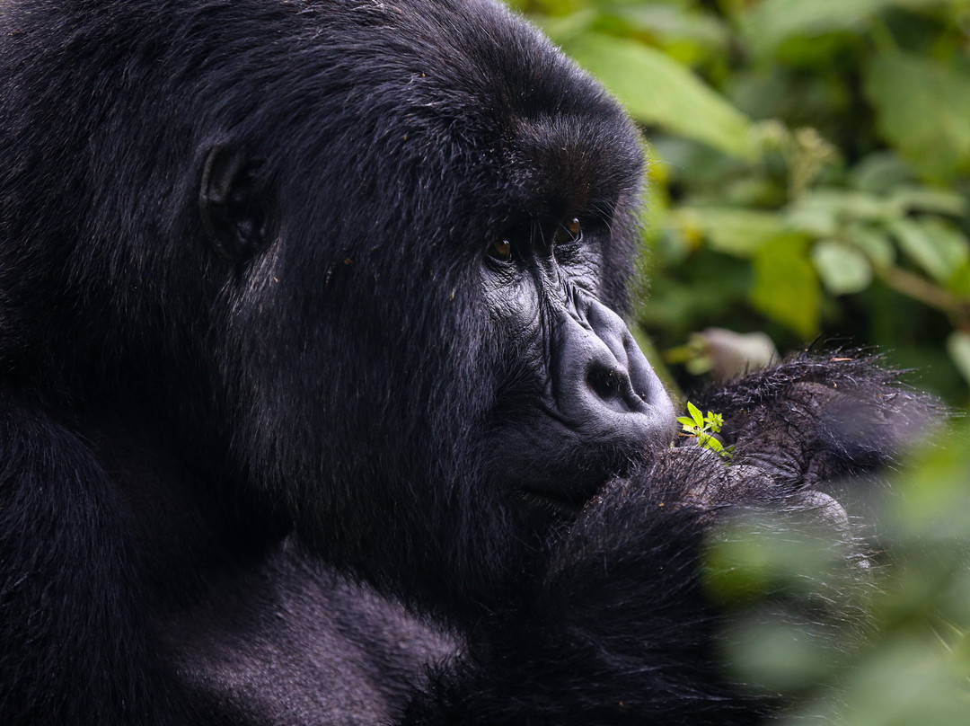 New Horizon Africa Safaris-吉佳利必去景点