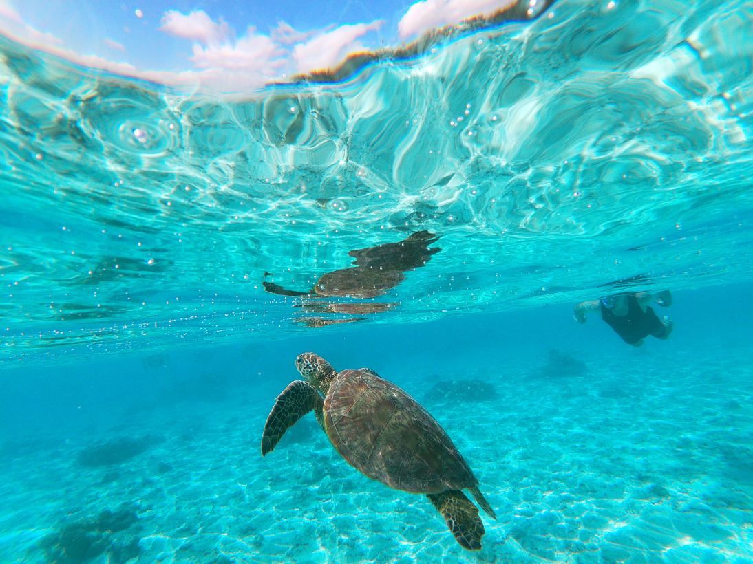 拉罗通加海滩度假村与泻湖水族馆-旅行者