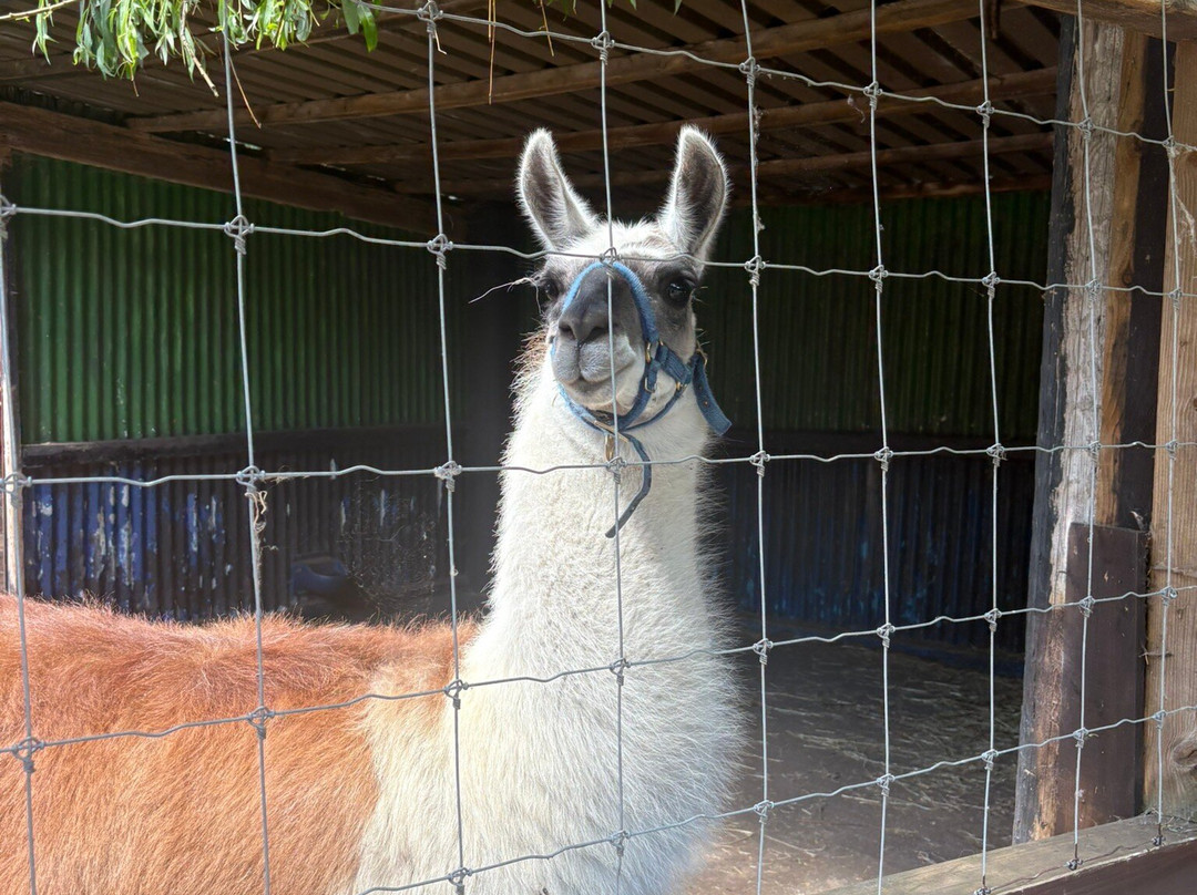 Greenacres Animal Park-Deeside必去景点