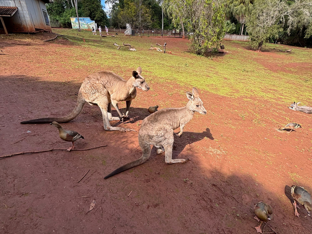 Cooberrie Park Wildlife Sanctuary-Yeppoon必去景点