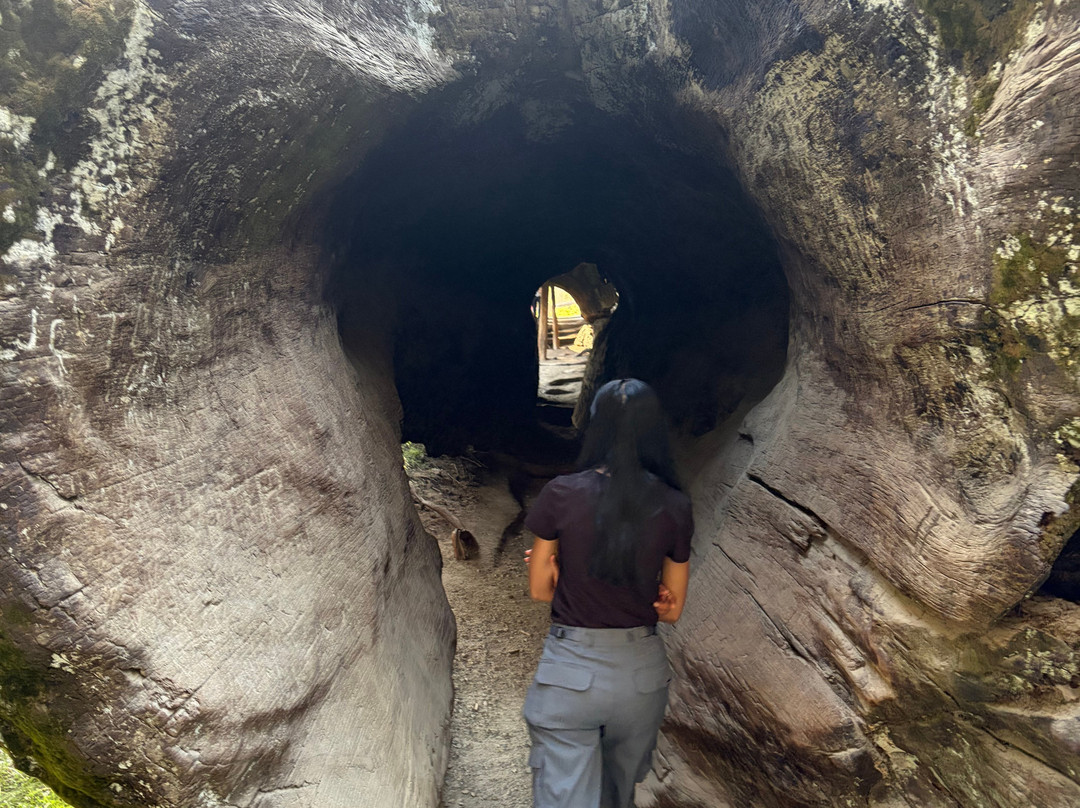 General Grant Tree Trail-红杉&国王峡谷国家公园必去景点