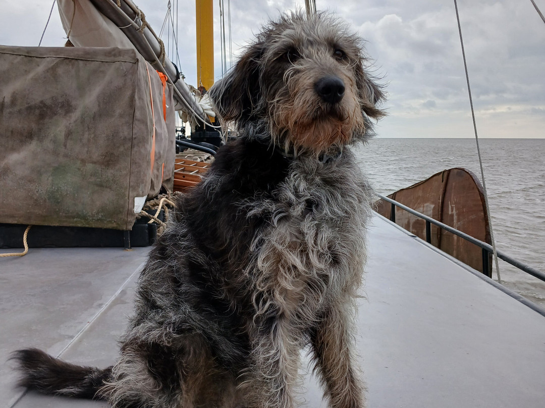Historische Zeilvaart Harlingen-哈灵根必去景点