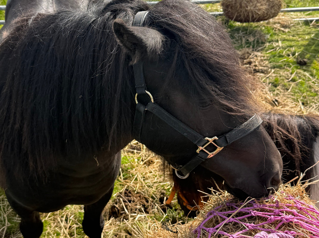 Shetland Rural Experience-Tingwall必去景点