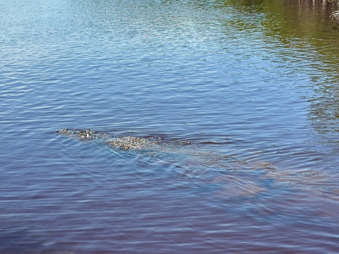 Wooten's Everglades Airboat Tour-奥乔皮必去景点