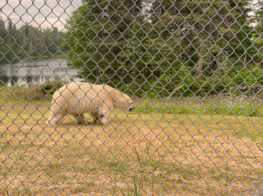 Cochrane Polar Bear Habitat-Cochrane必去景点