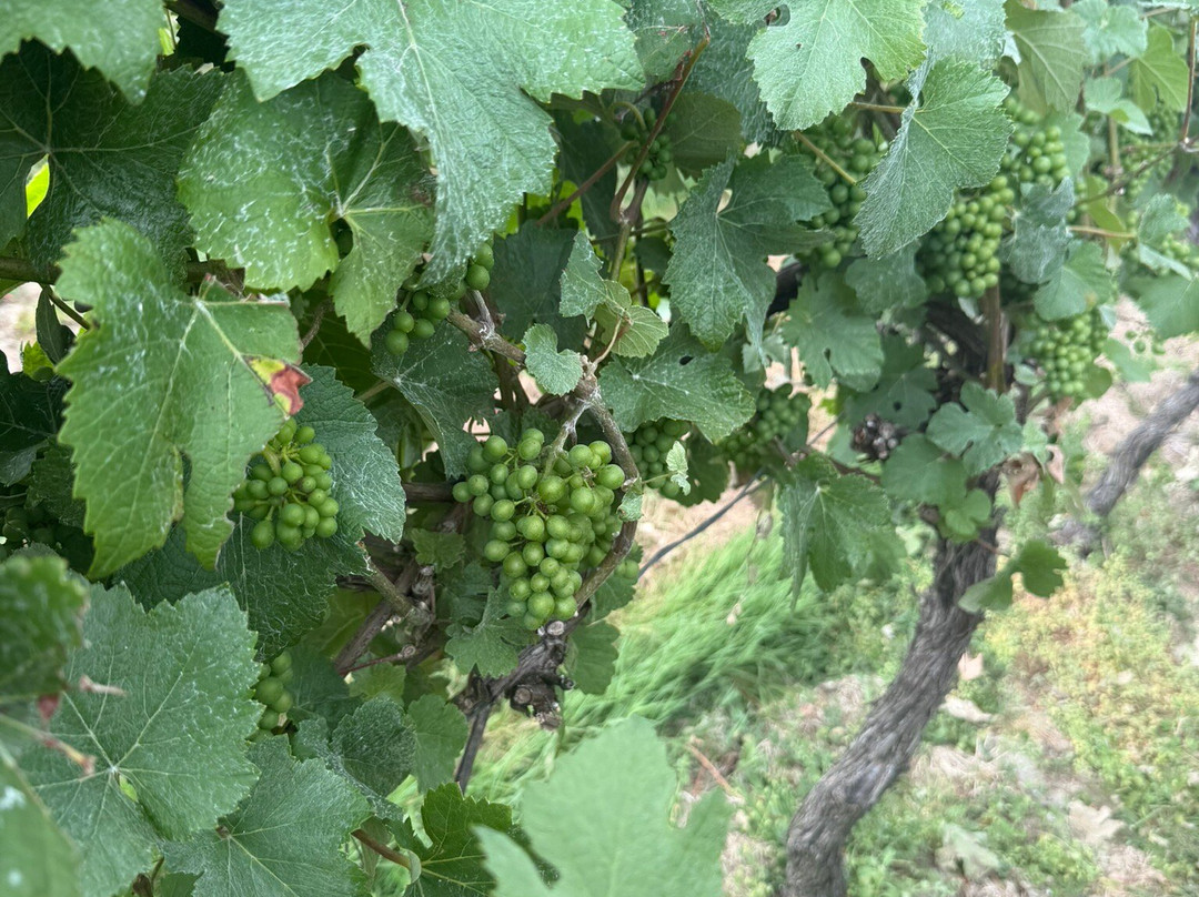 English Oak Vineyard-Lytchett Matravers必去景点