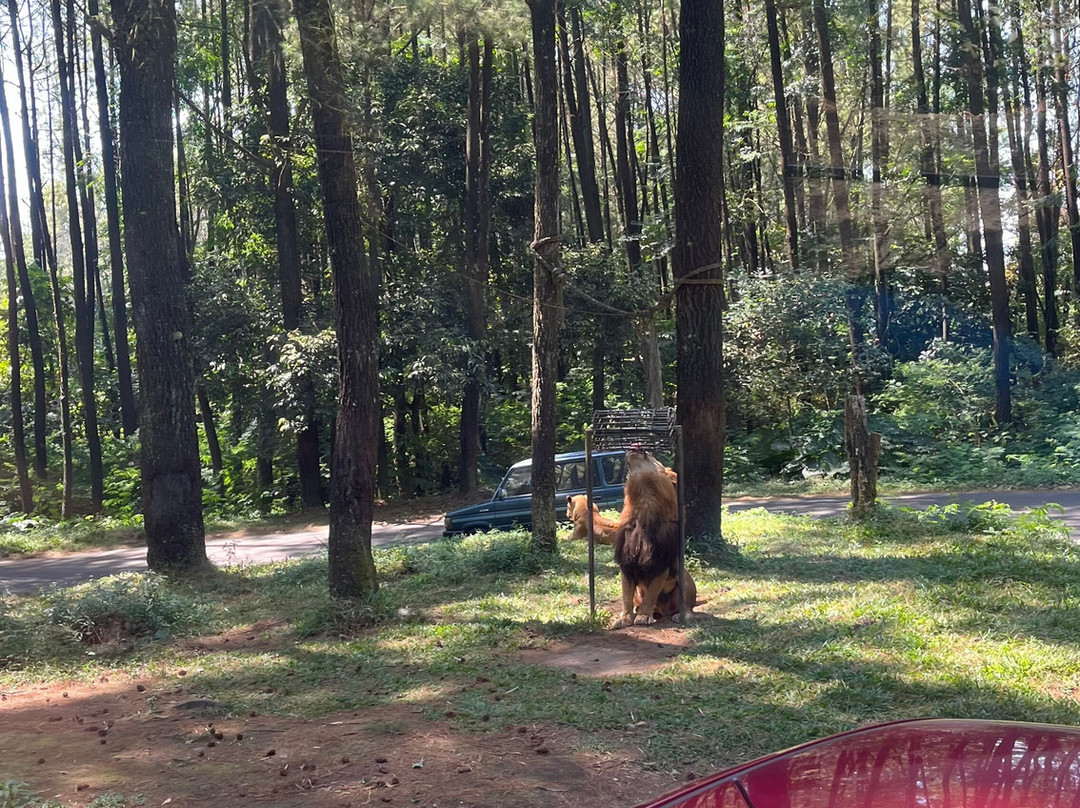 Taman Safari Prigen-Prigen必去景点