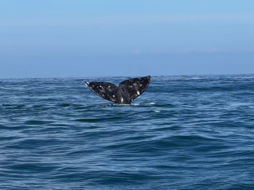 Whale Research EcoExcursions-Depoe Bay必去景点