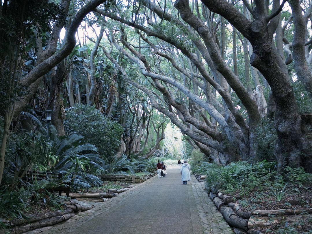 康斯坦博西国家植物园-Newlands必去景点