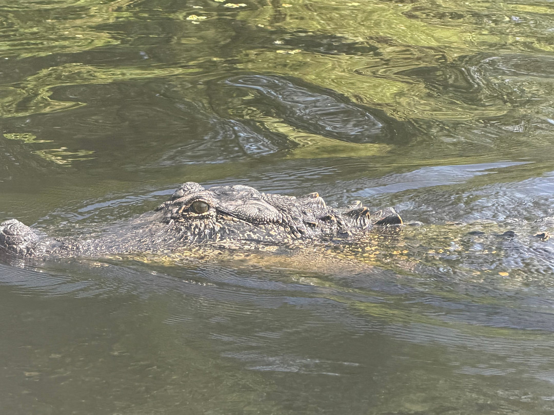 McGee's Louisiana Swamp & Airboat Tours-Henderson必去景点