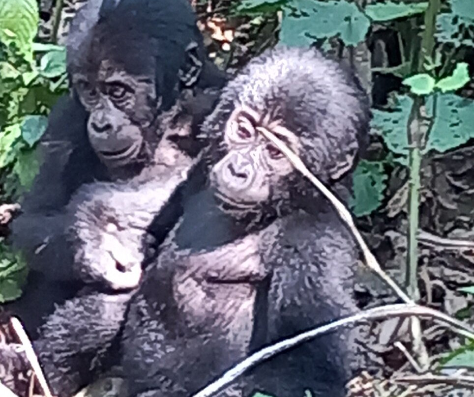 Bwindi Impenetrable Forest-Western Region必去景点