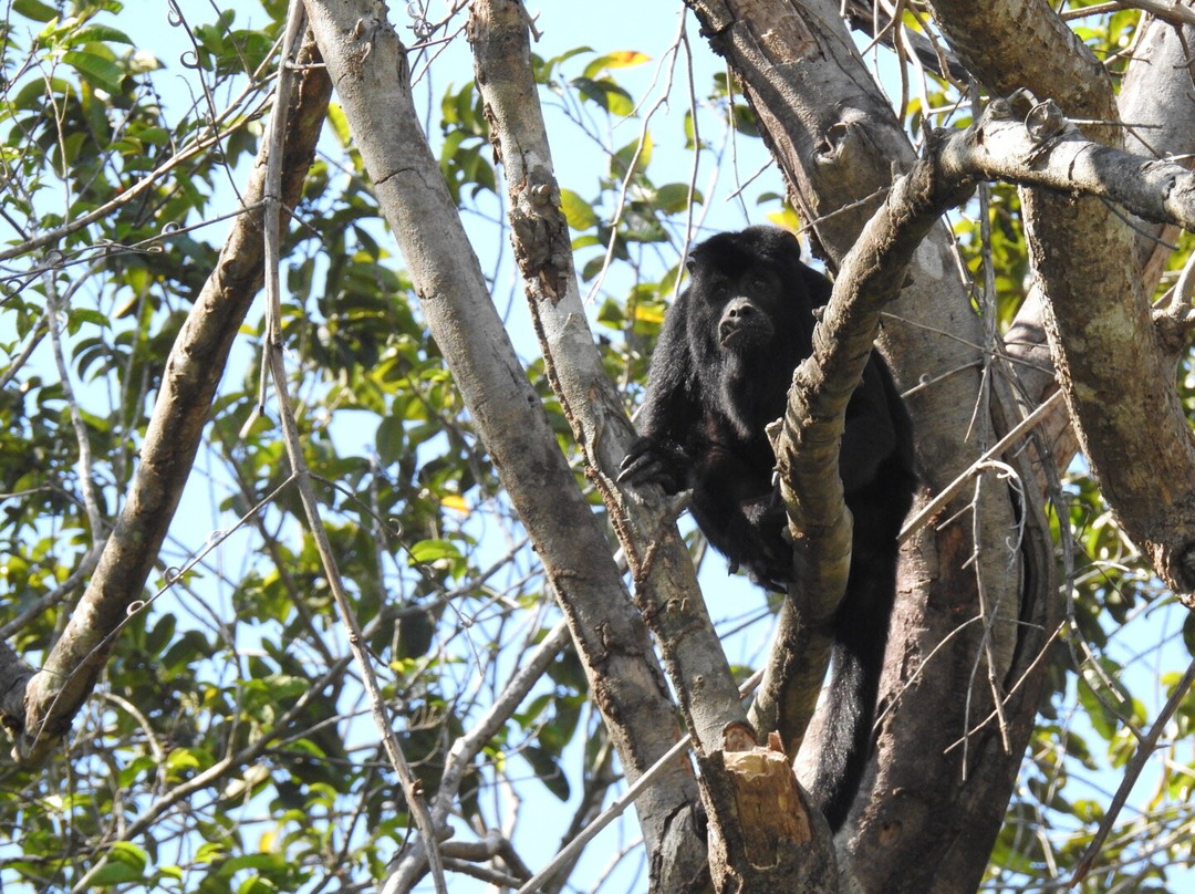 Jaguar Photo Expeditions-Varzea Grande必去景点