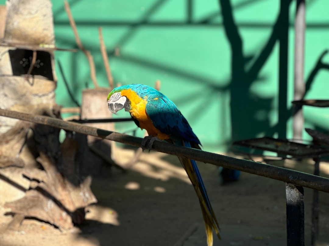 Zoo Das Aves-Pocos de Caldas必去景点