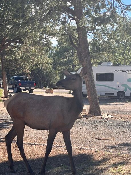 Trailer Village RV Park-旅行者