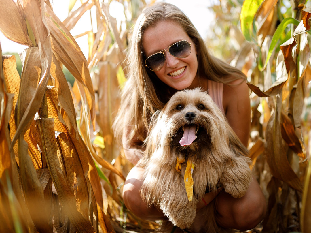 Ellijay Corn Maze-Ellijay必去景点