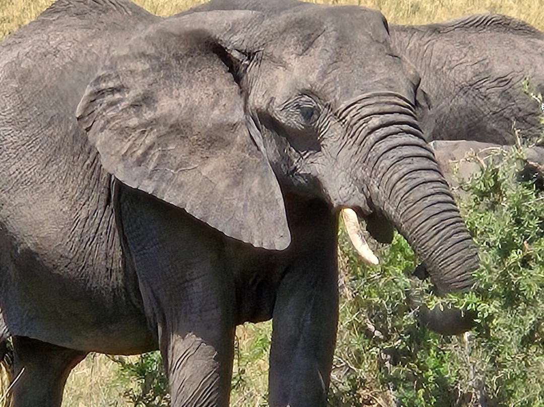 Wild Wings Safaris-克鲁格国家公园必去景点