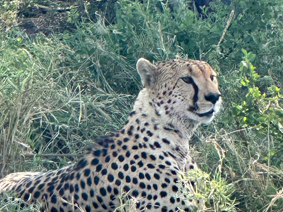 African Scenic Safaris-莫西必去景点