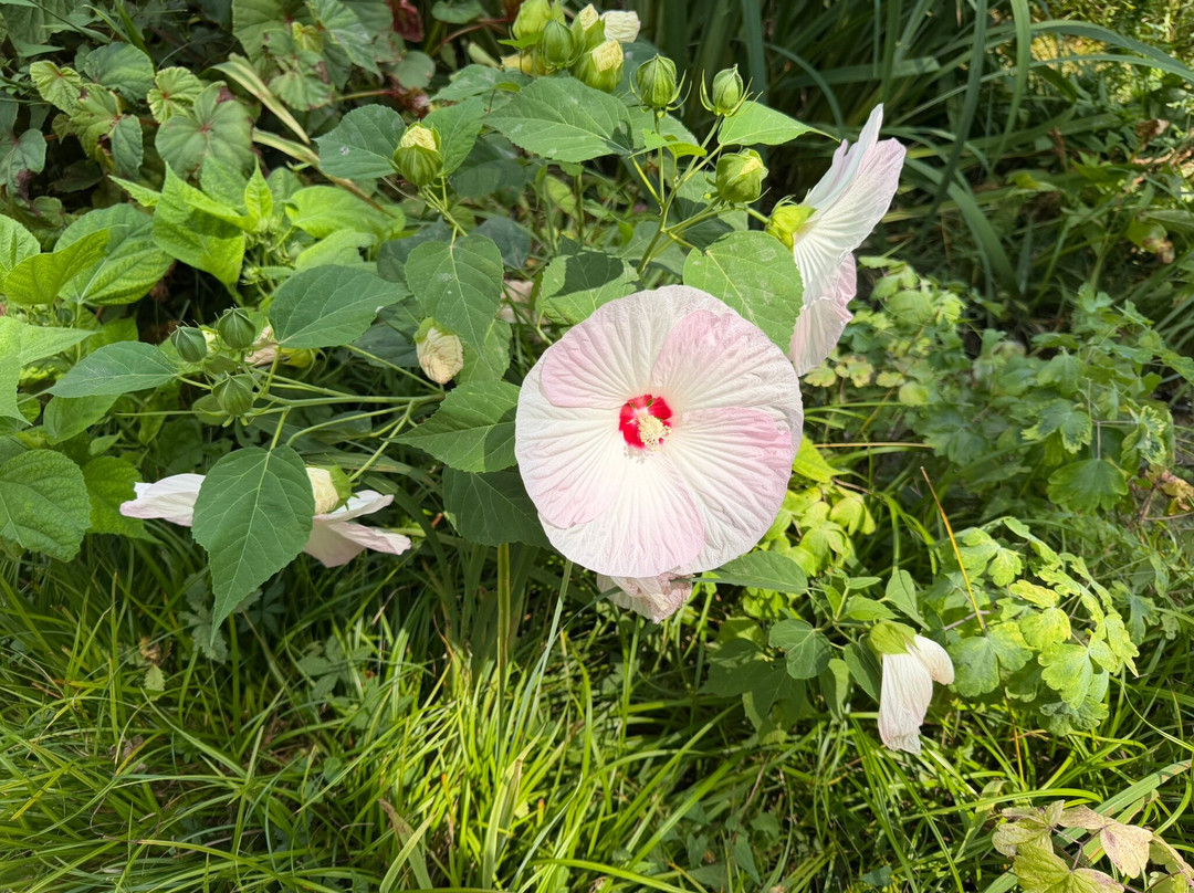 Heller Garden-加尔多内里维耶拉必去景点