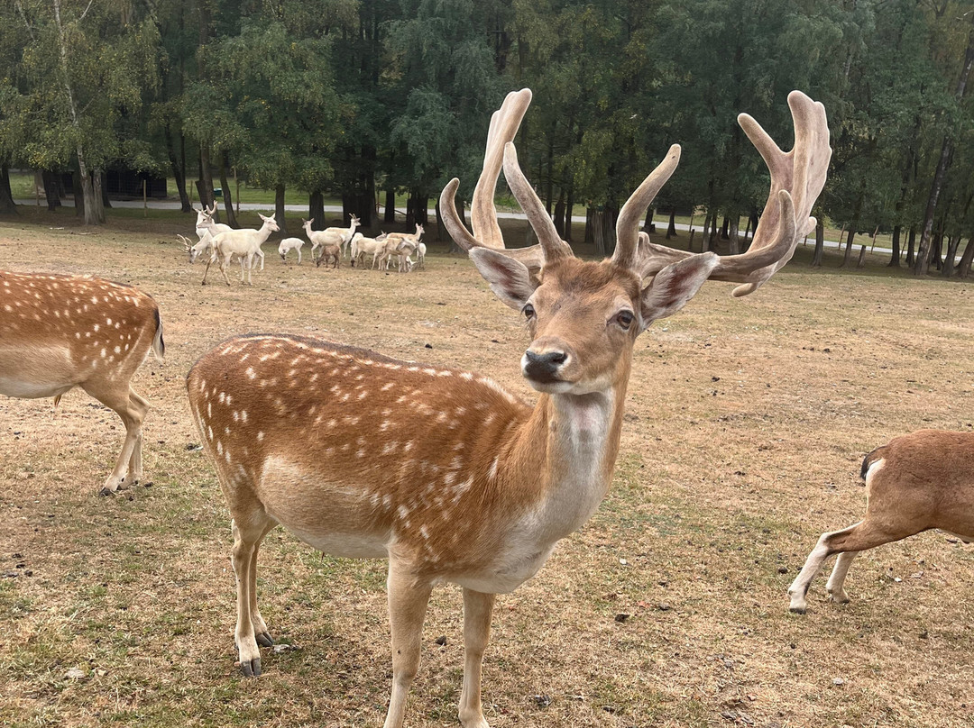 Parc Animalier De Rochehaut-Rochehaut必去景点
