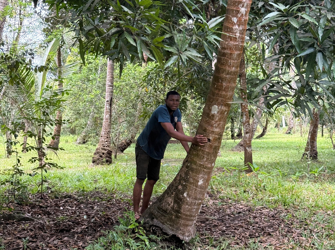 Bwa Mzee Spice Farm-基万嘎必去景点