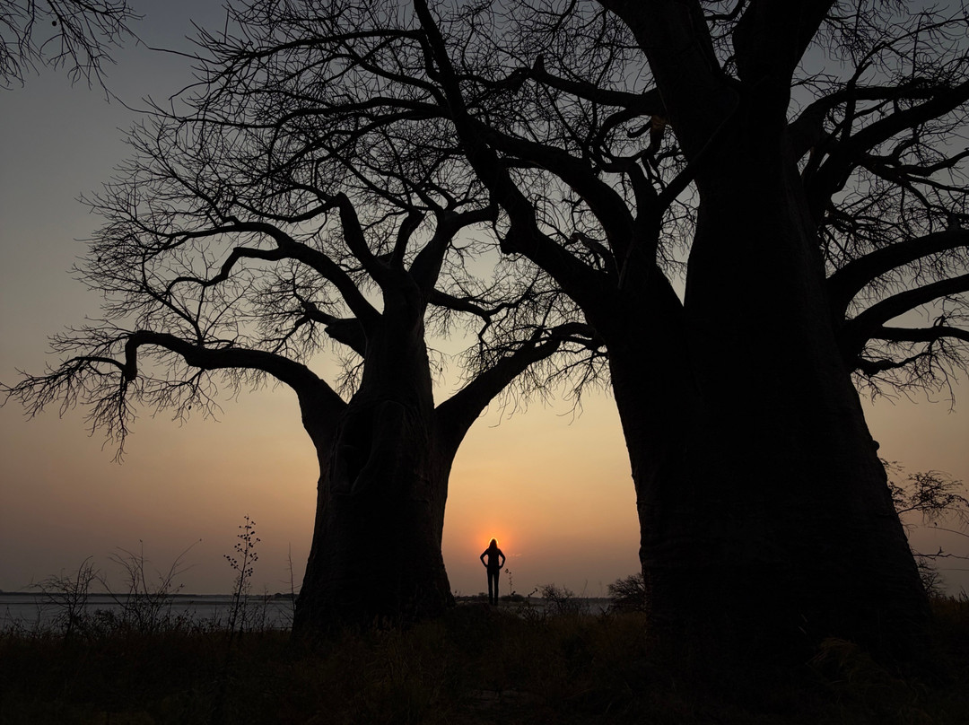 Baines Baobabs-Nxai Pan National Park必去景点