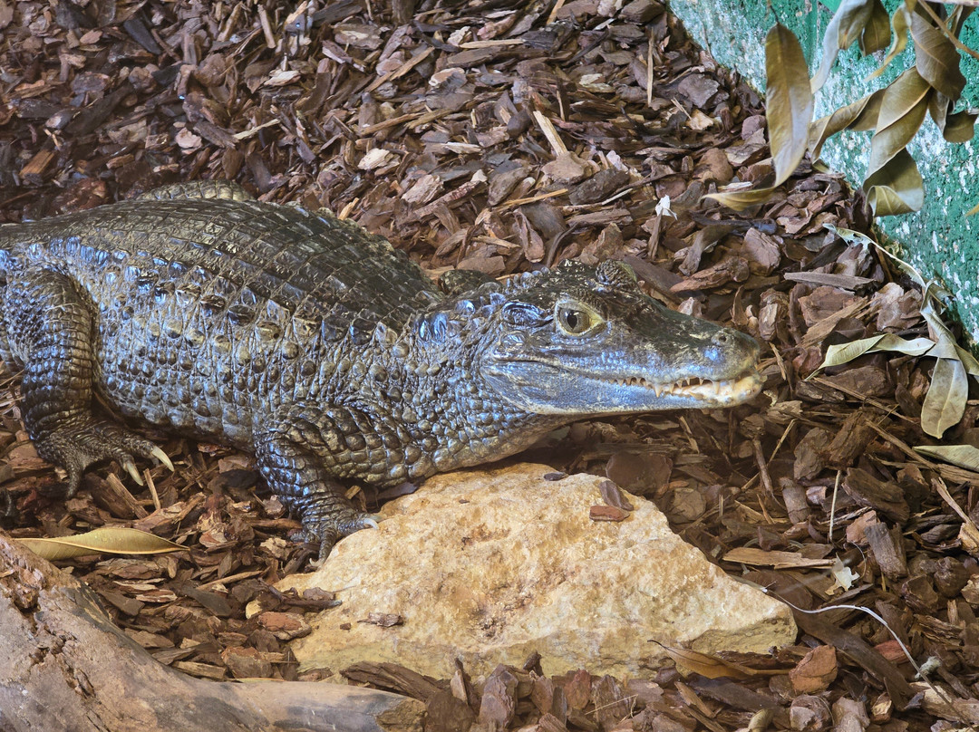 Crocodiles of the World-Brize Norton必去景点
