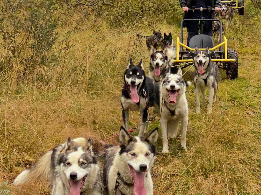 Northern Light Dog Adventure-Nordkjosbotn必去景点