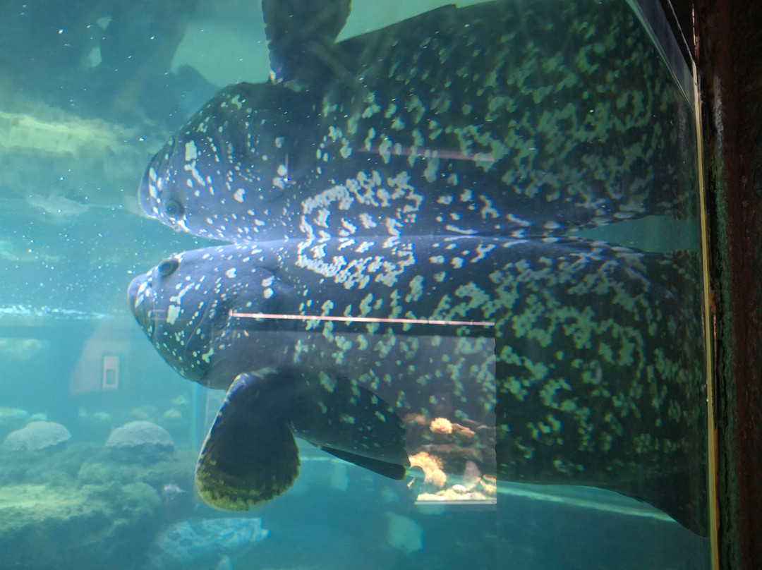 Reefworld Aquarium-尤兰根必去景点