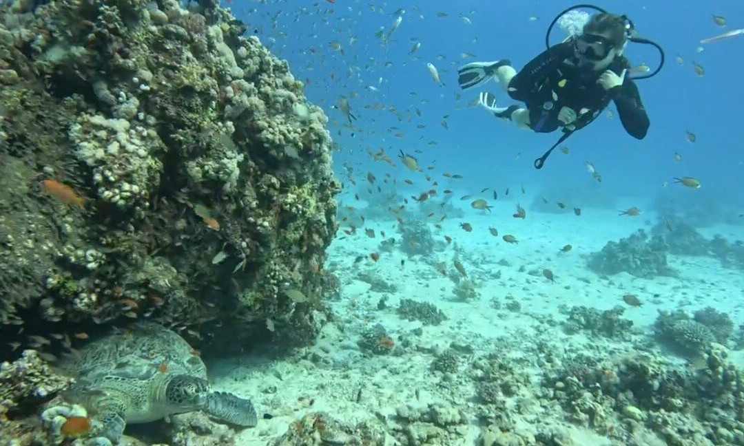 ORCA Dive Club Soma Bay-索马湾必去景点