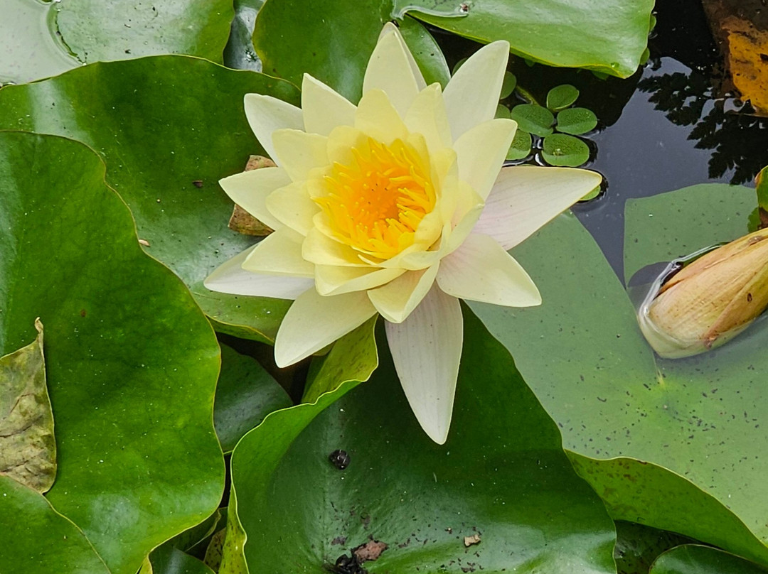 Madeira Botanical Garden-沙尔必去景点