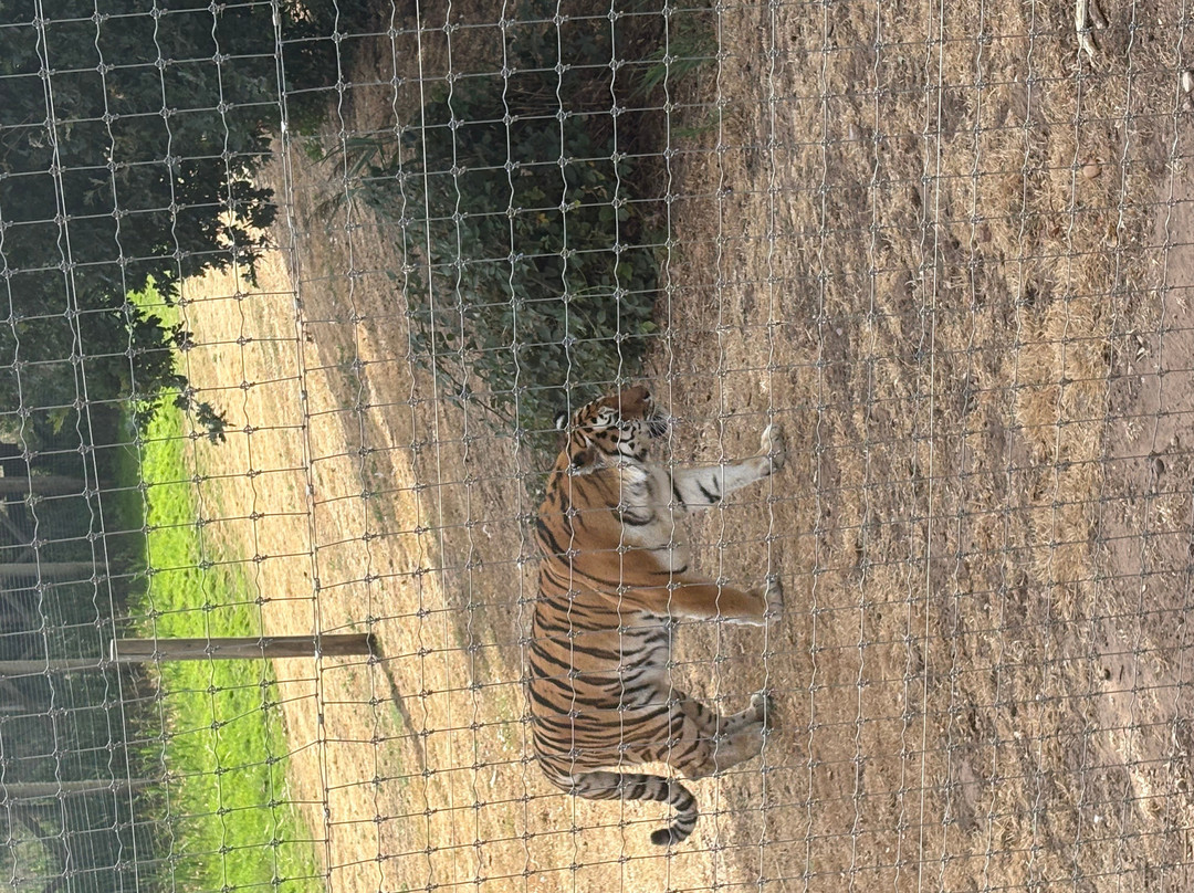 Yorkshire Wildlife Park-Auckley必去景点