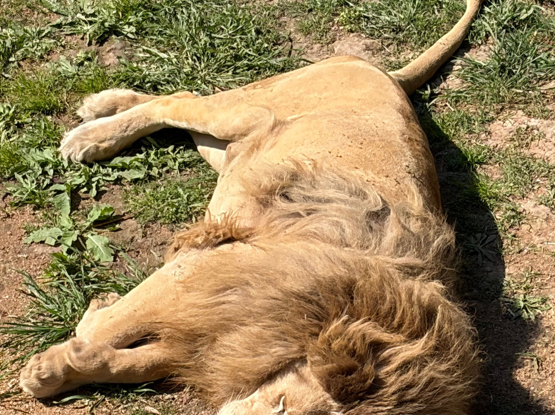 Cango Wildlife Ranch-奥兹洪必去景点