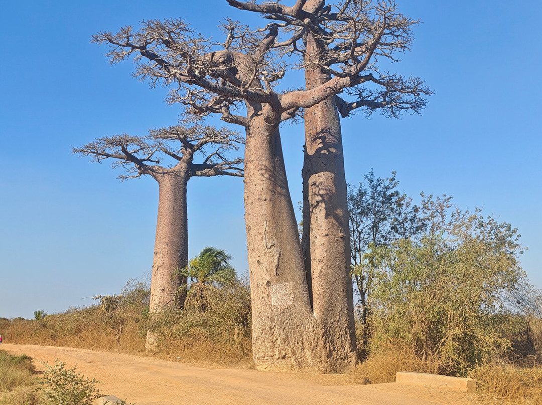 Madagascar Green Tours-安齐拉贝必去景点