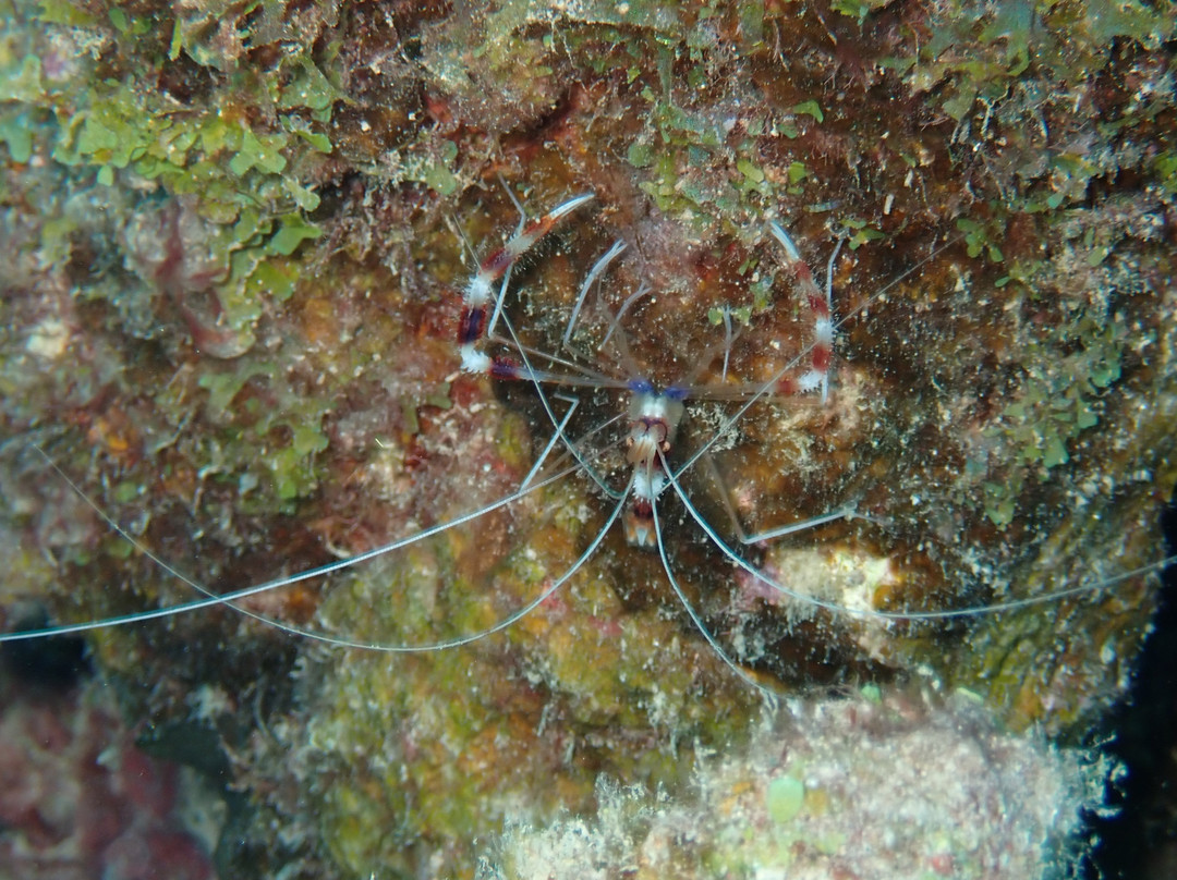 Wannadive Bonaire-Kralendijk必去景点