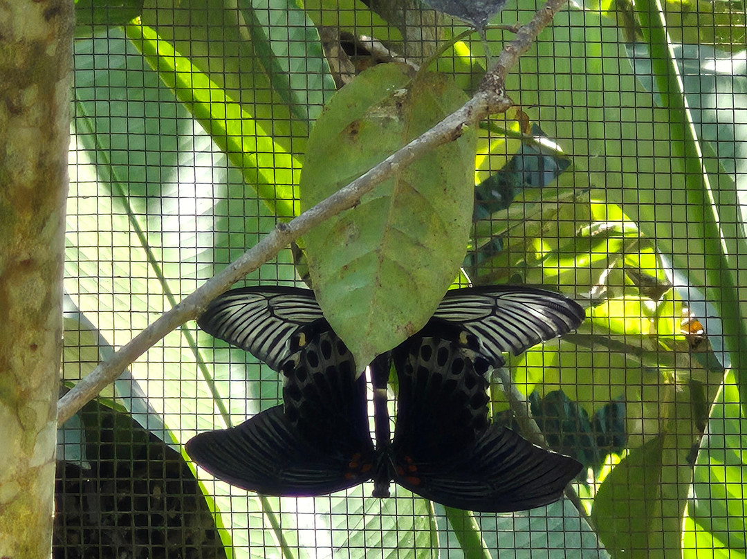 Kemenuh Butterfly Park-Kemenuh必去景点