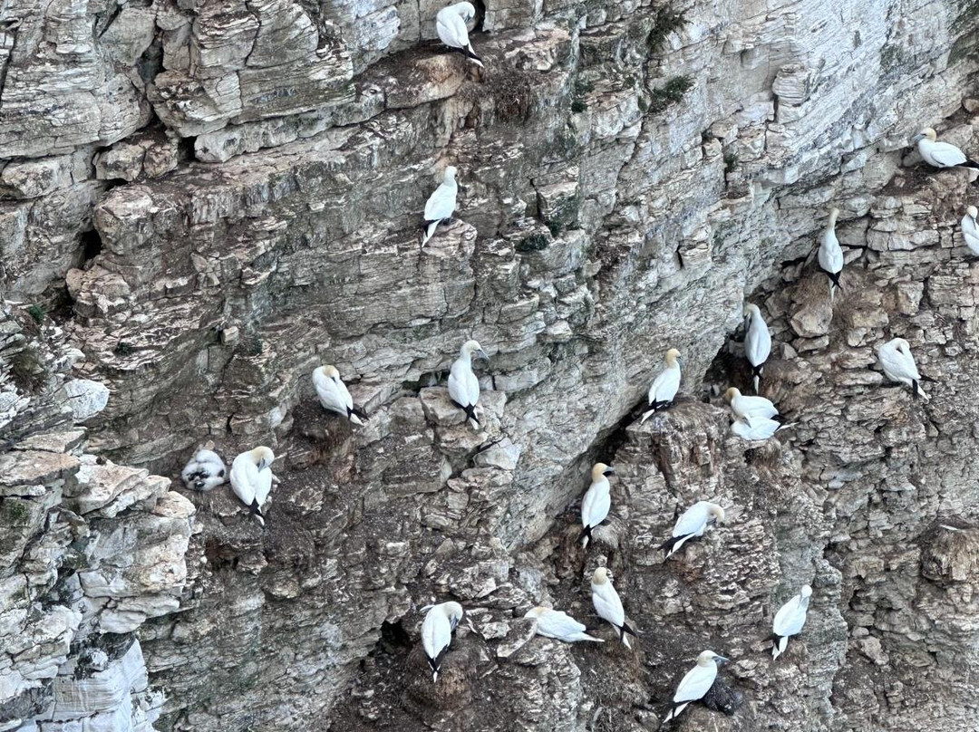 RSPB Bempton Cliffs-Bempton必去景点