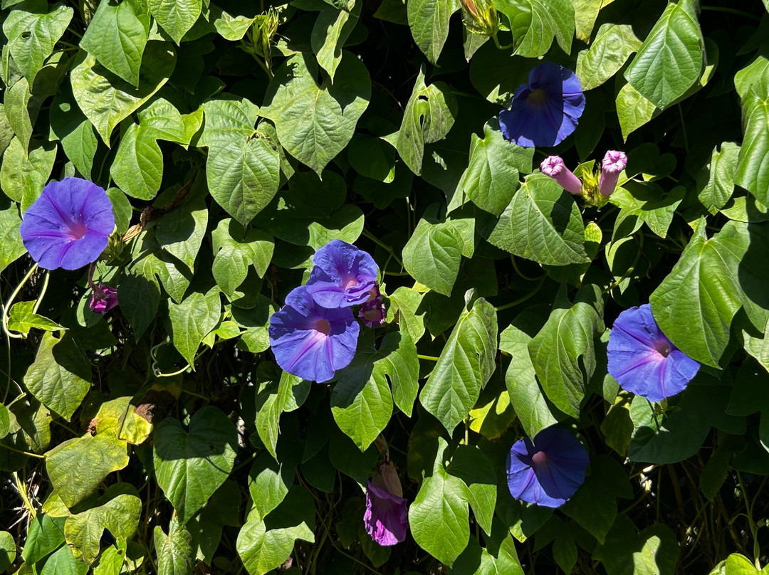 Jardín Botánico de Sóller-索耶尔必去景点