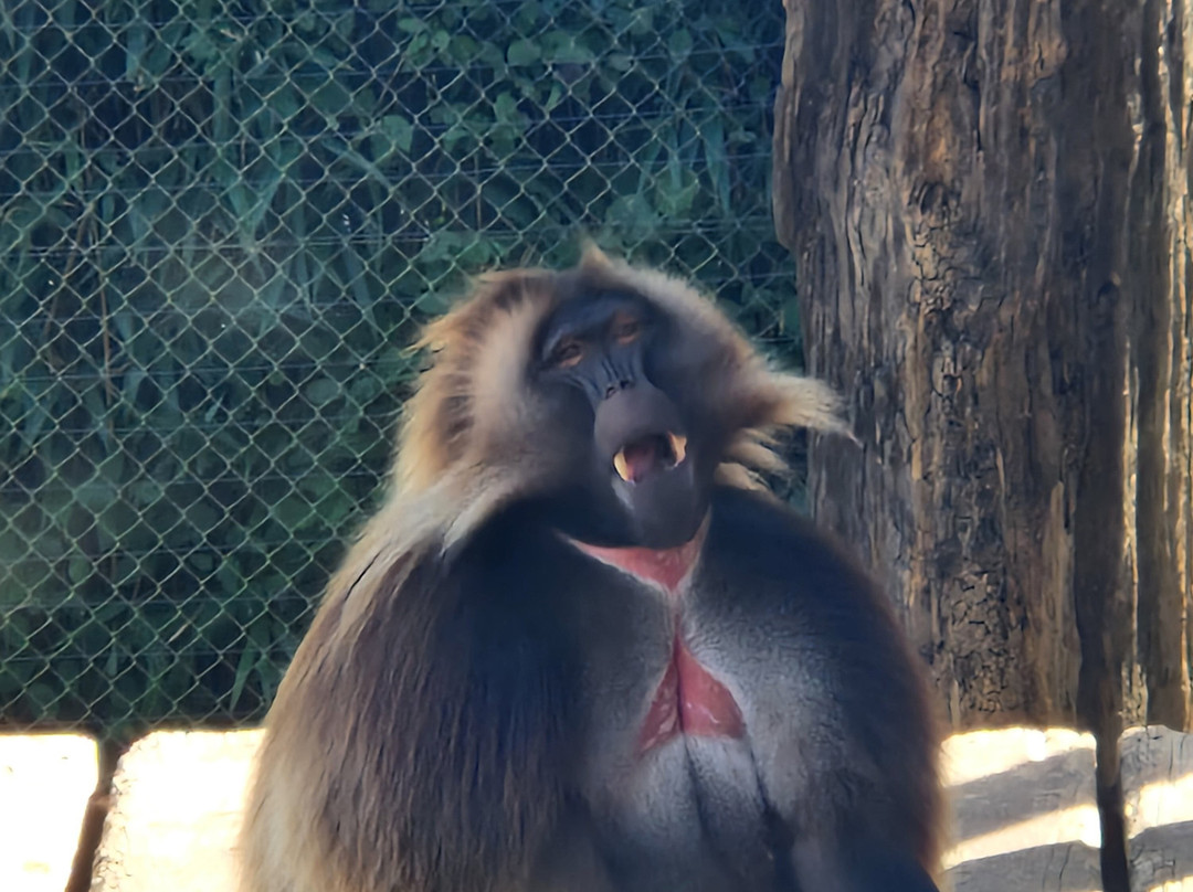 Colchester Zoo-科尔切斯特必去景点