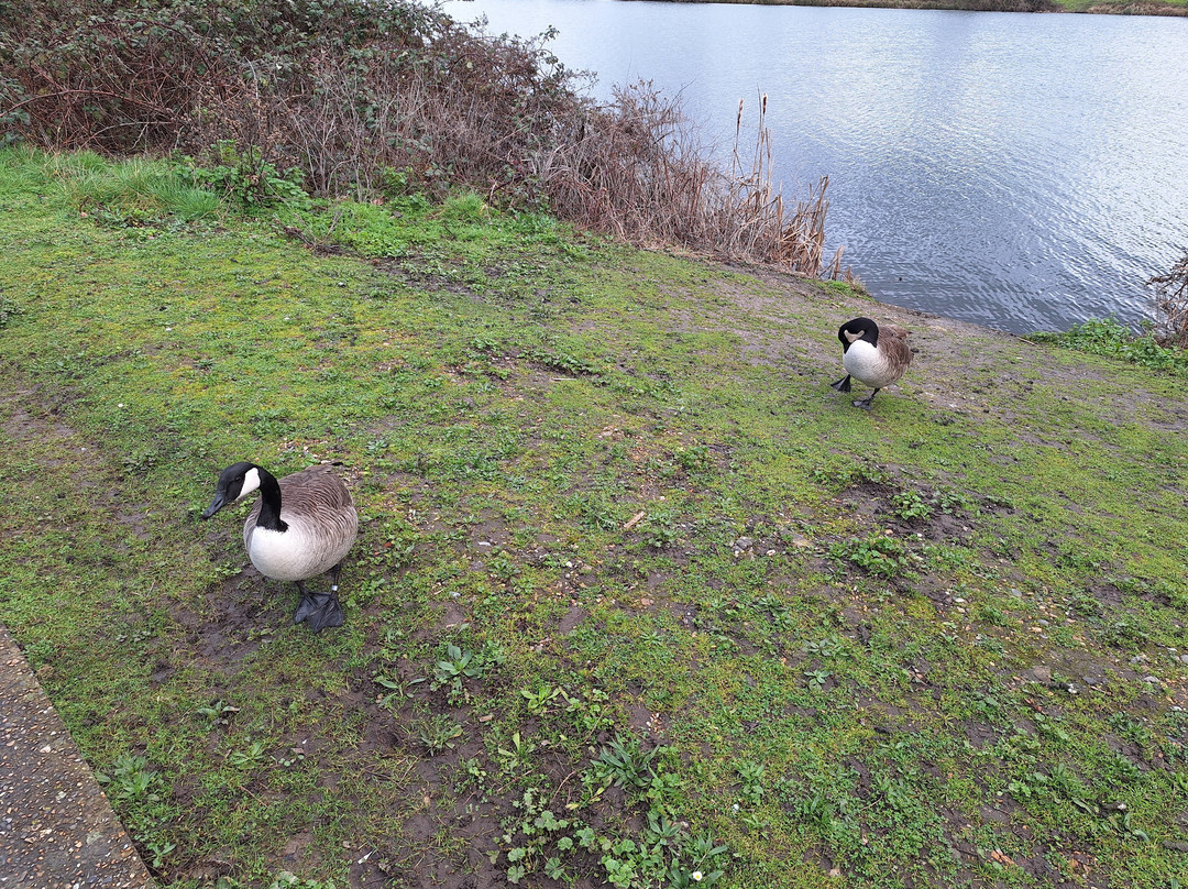 Walthamstow Wetlands-伦敦必去景点