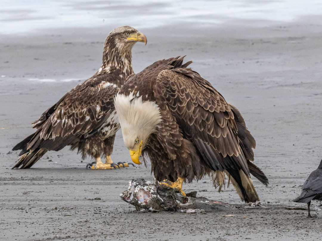 Alaska Lakefront Cabin主图