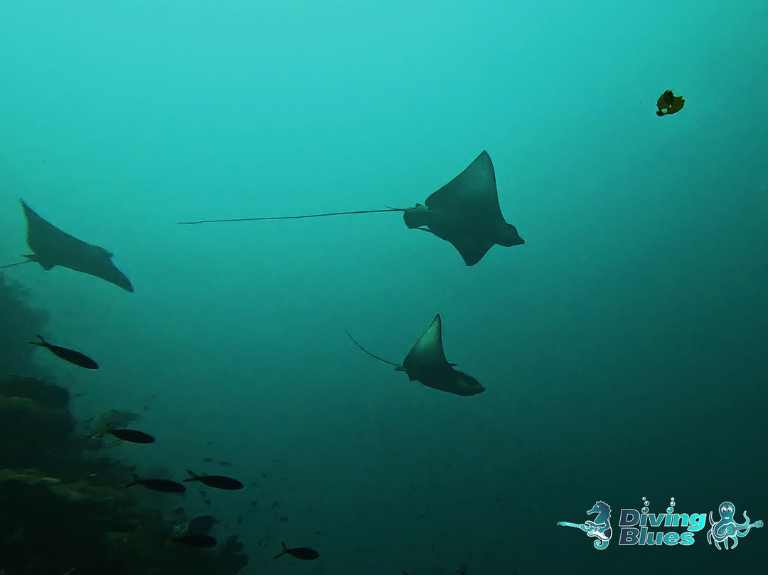 Diving Blues Dive Center-San Francisco必去景点
